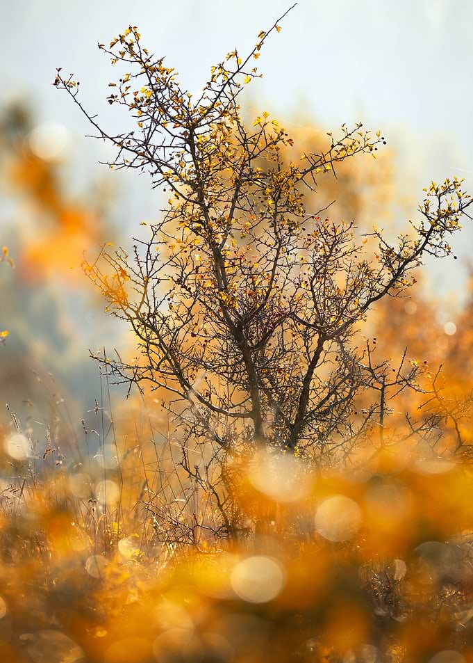 Golden Autumn Hawthorn Tree