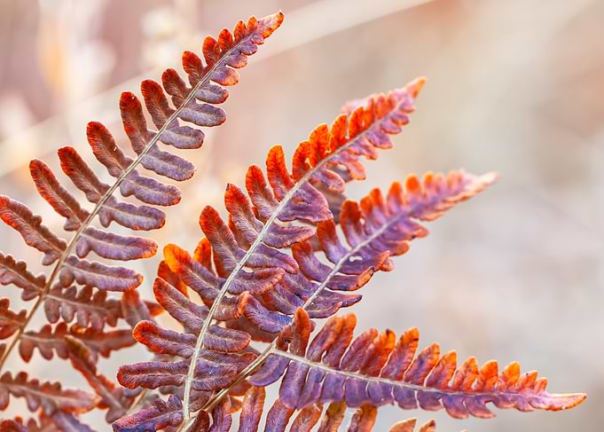 Autumnal Fern Fronds Close-up