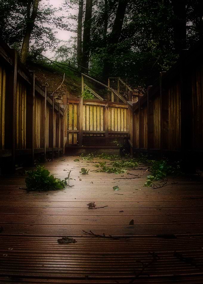 Dark Wooden Boardwalk in dreamy Forest