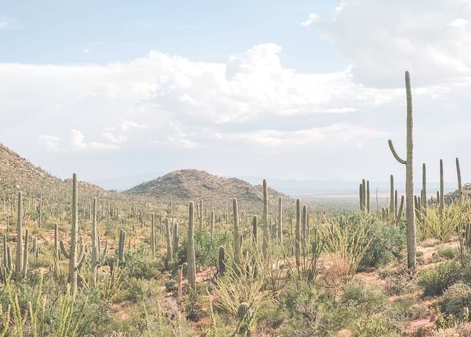 Arizona, USA | Saguaro cactus in the Sonoran desert at Saguaro National Park wild landscape of American West