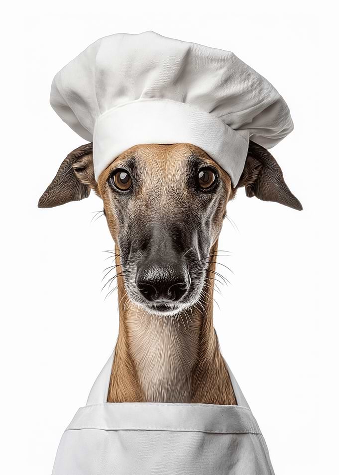 Sloughi Dog Wearing Chef Hat