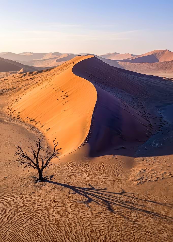 Dead Tree in Namib Desert