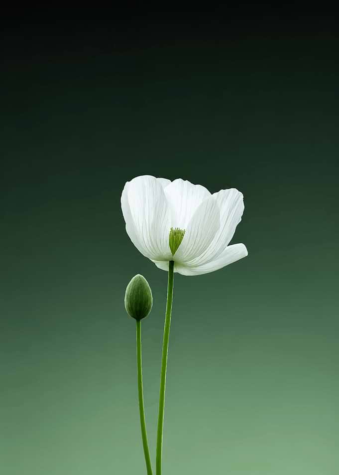 Minimalist White Poppy Flower
