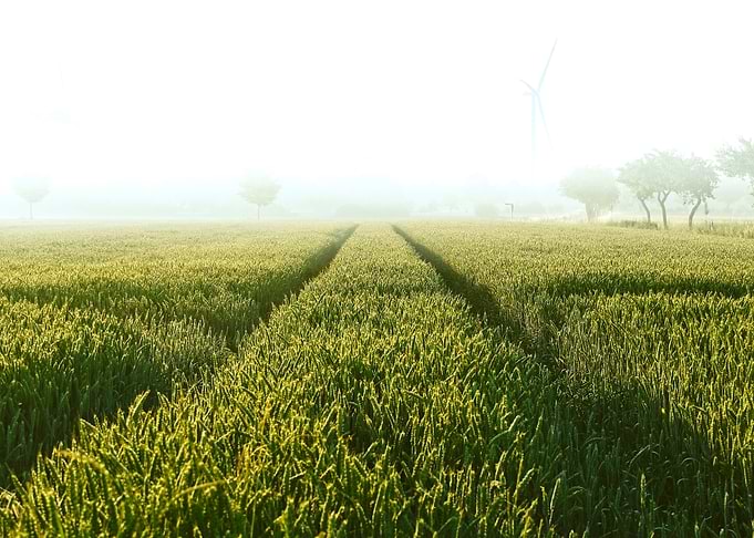 Misty Morning Wheat Field