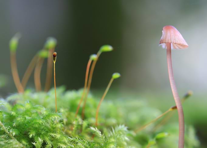 Small Mushroom and Moss Macro
