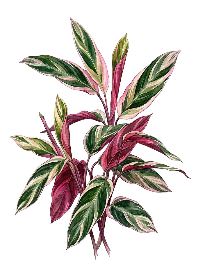 Watercolor Stromanthe Triostar Plant Illustration