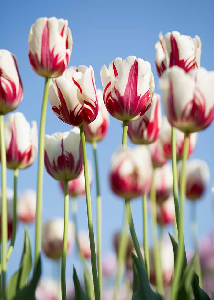 Red and White Striped Tulips