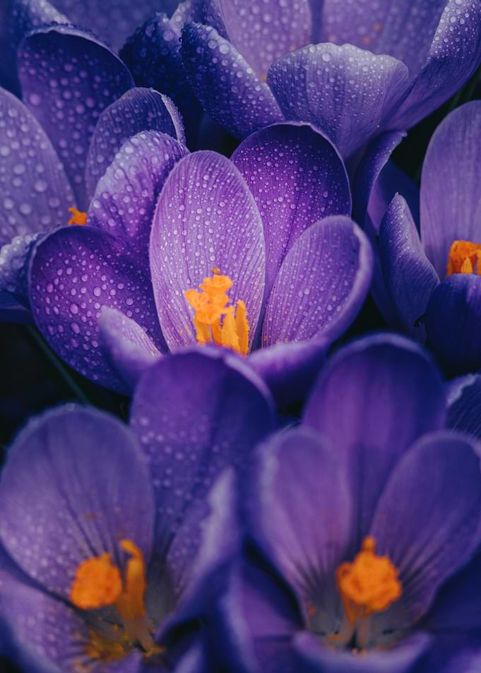 Dew-Covered Purple Crocus Flowers