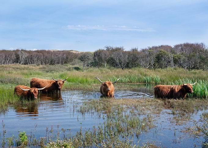 Highland Cattle Wading in Wetland