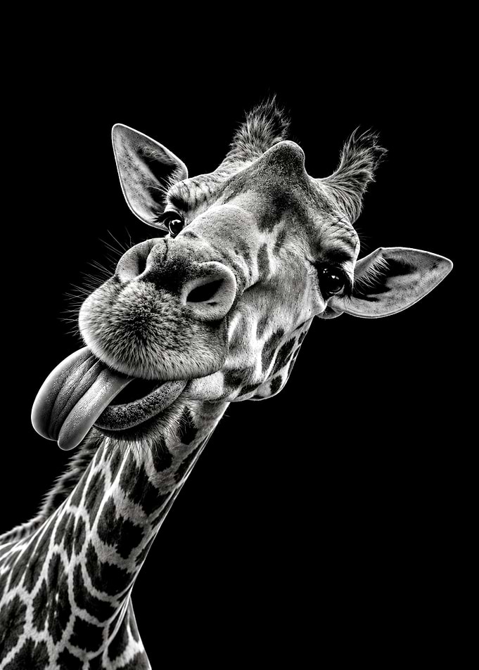 Funny Giraffe Sticking Out Tongue