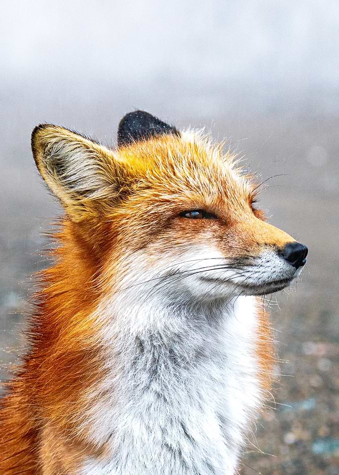 Red Fox Portrait – Majestic Wildlife Photography