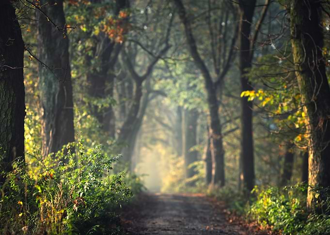 Misty Forest Path at Dawn