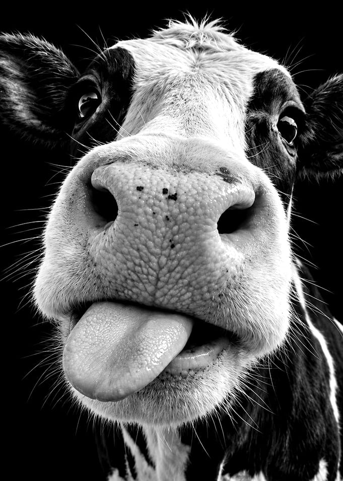 Funny Cow Sticking Out Tongue