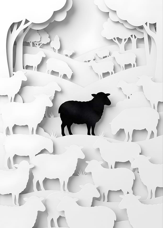 Black Sheep Among White Flock