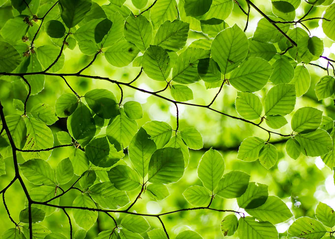 Lush Green Beech Tree Leaves