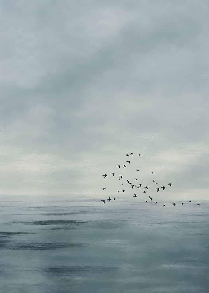 Foggy Ocean Flock Of Birds