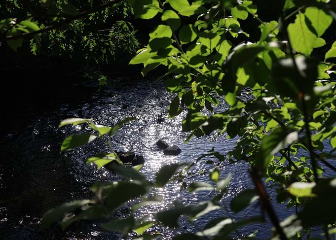 Sunlight Glimmering on Forest Stream