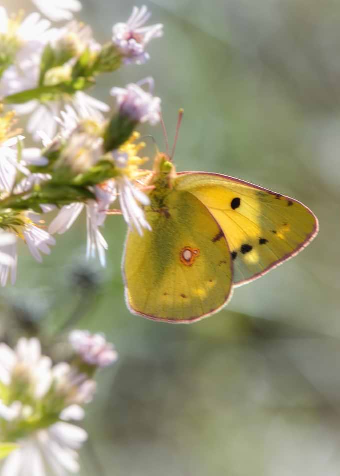 Yellow Clouded Sulphur Butterfly on Flowers