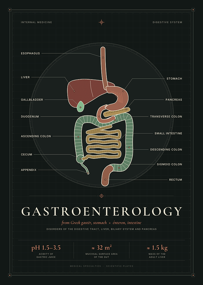 Gastroenterology – Digestive System Anatomy Chart