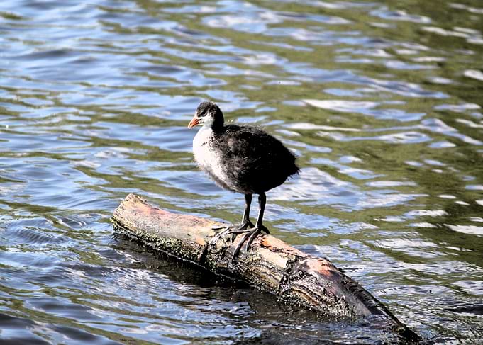 Young Coot Standing on Floating Log