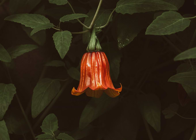 Single Orange Bell-Shaped Flower