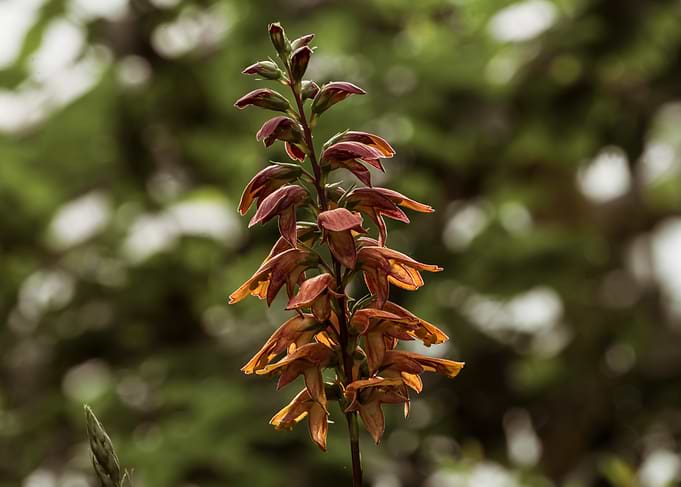 Stunning Orange Wildflower Spike