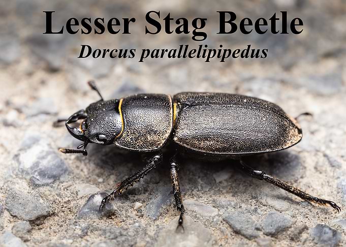 Lesser Stag Beetle