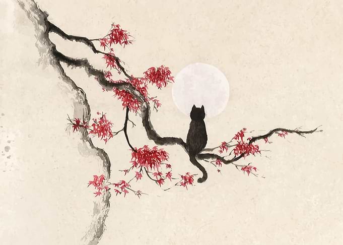 Black Cat on Maple Branch