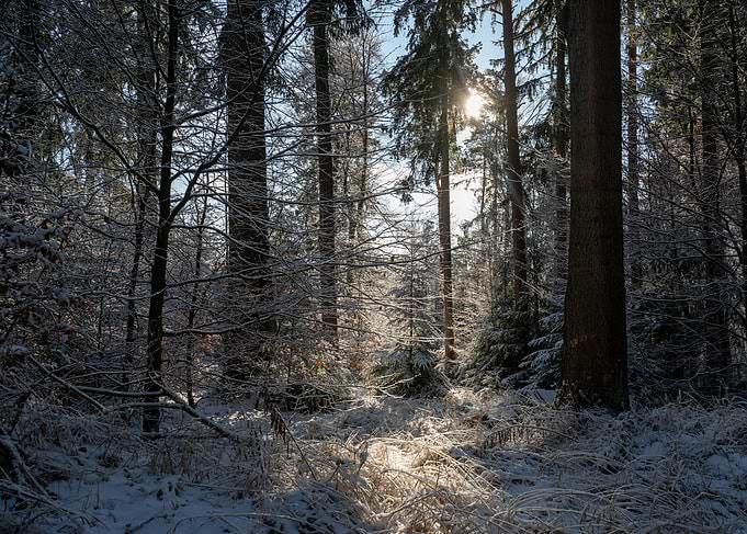 Sunlight Filtering Through Snowy Forest