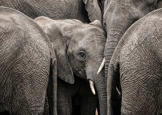 Young Elephant Surrounded by Herd