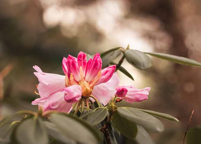 Soft Pink Rhododendron Blossom