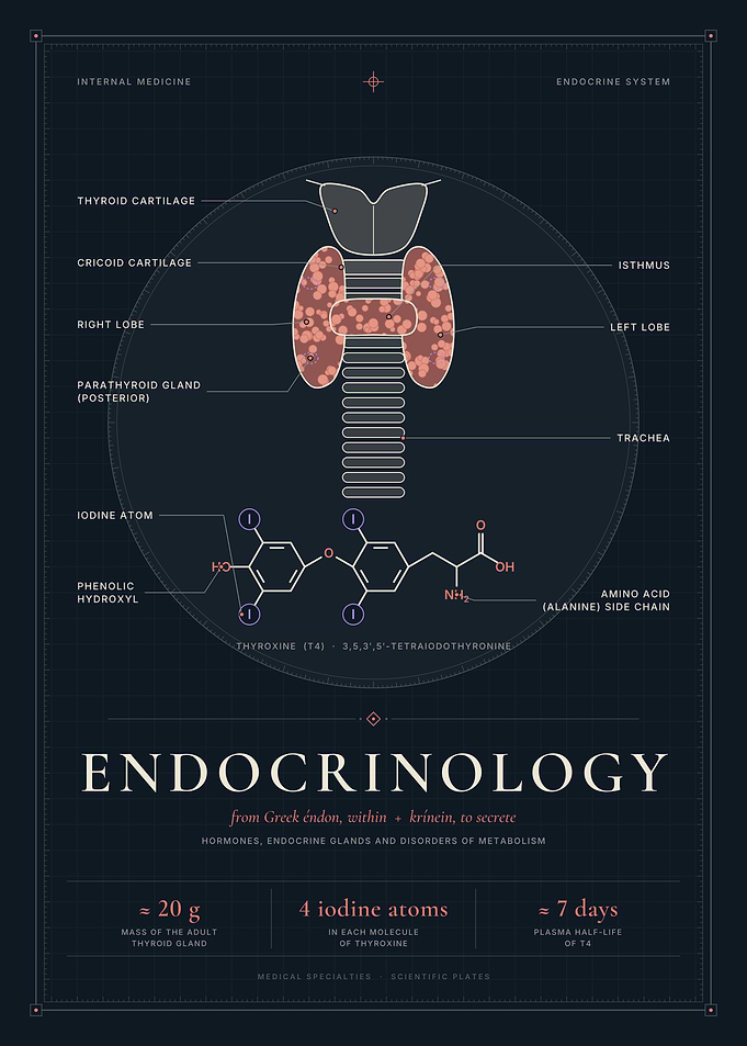 Endocrinology – Thyroid Gland Anatomy & Thyroxine Molecule