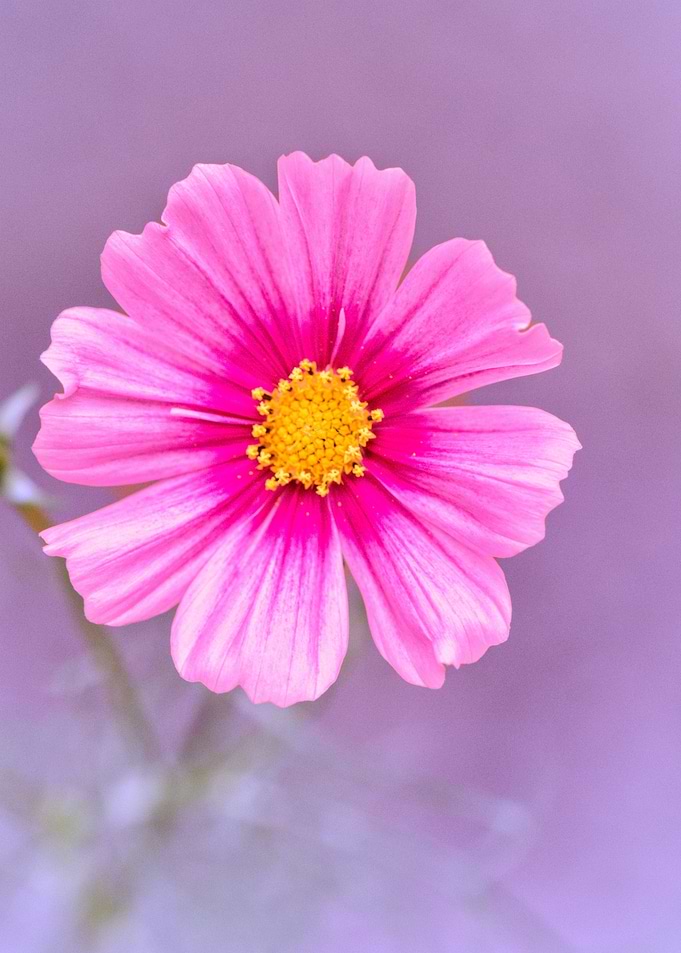 Vibrant Pink Cosmos Flower