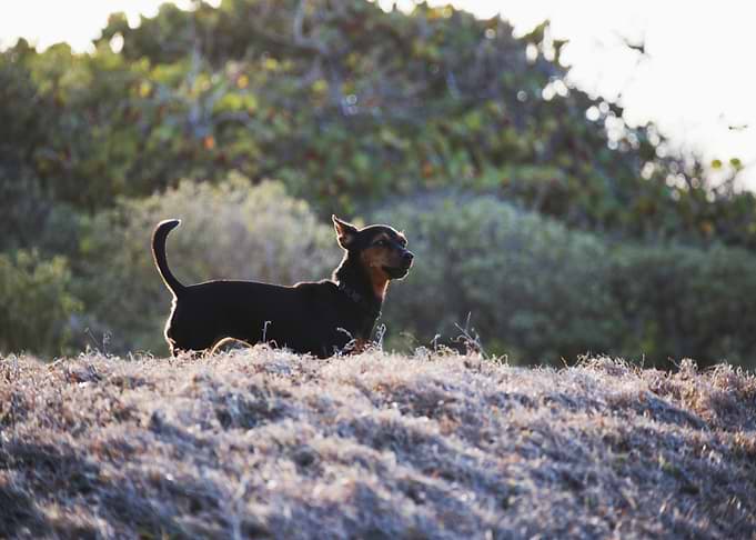Small dog standing on grassy hill