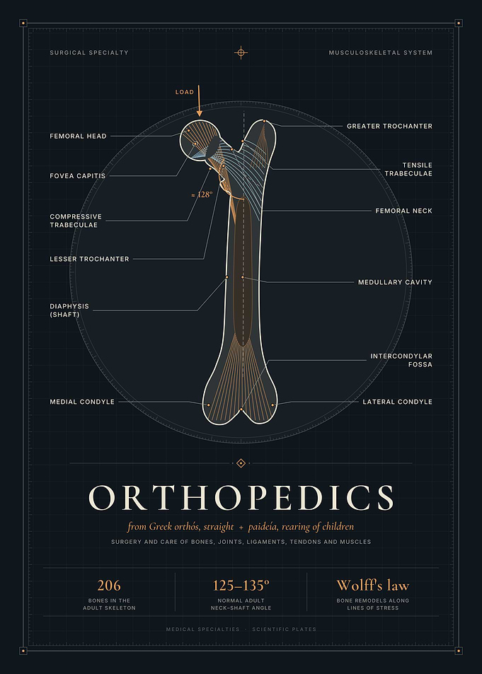 Orthopedics – Femur Anatomy & Trabecular Bone Structure