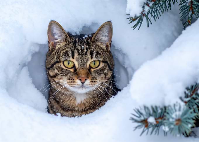 Tabby Cat Peeking Through Snow