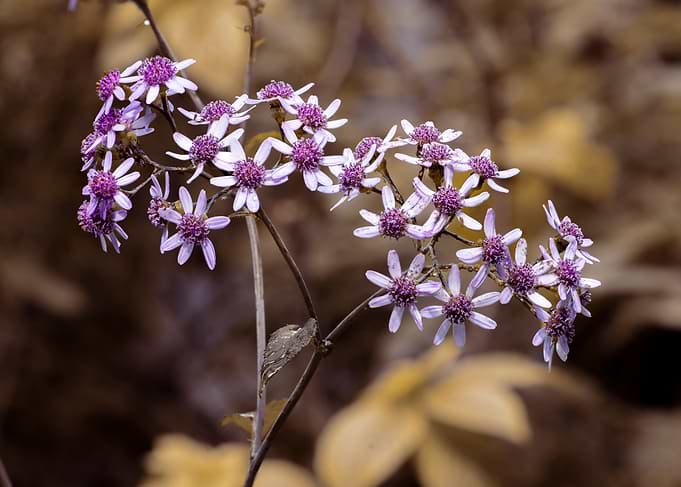 Delicate Purple Wildflowers in Autumn
