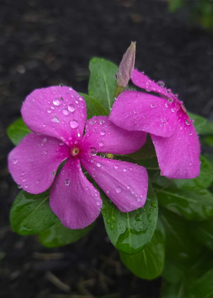 Vibrant Pink Vinca Flowers with Dew
