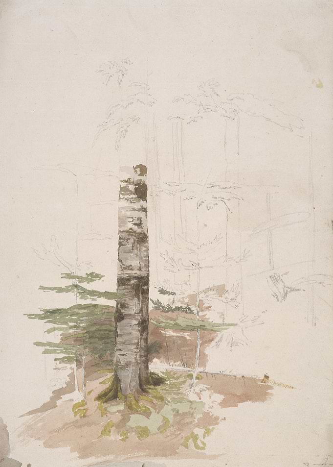 Watercolor Study of a Tree Trunk