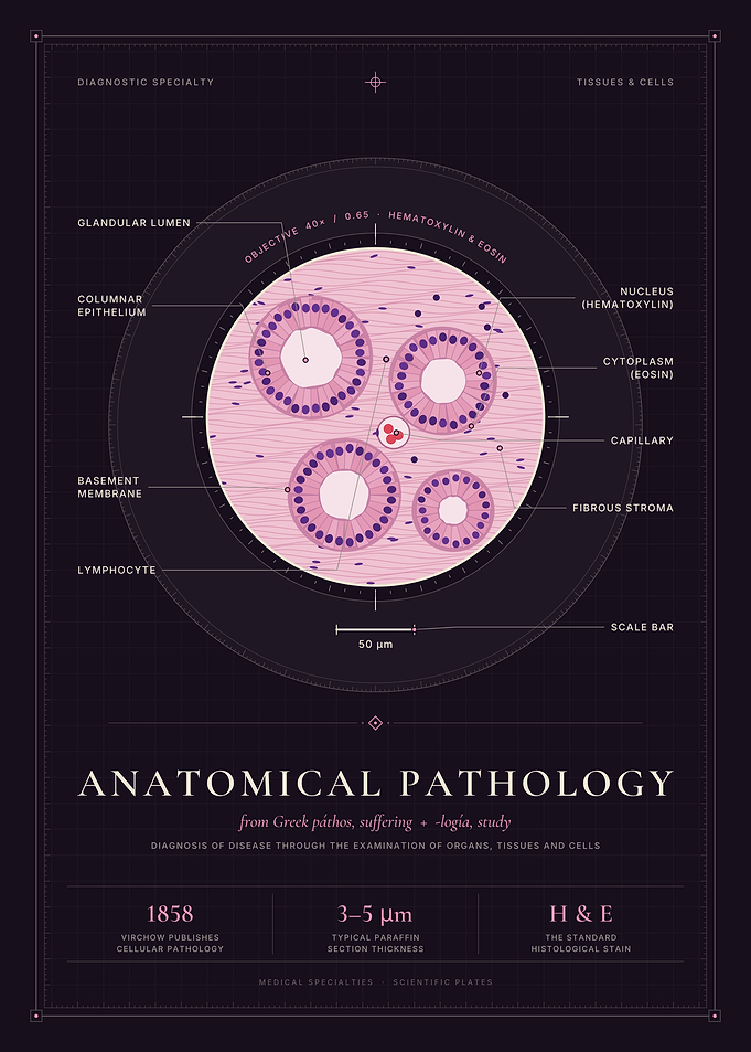 Anatomical Pathology – H&E Histology Under the Microscope
