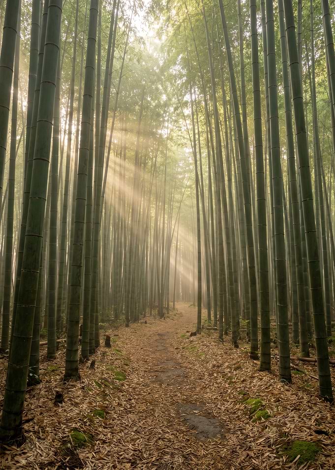 Sunlight Streaming Through Bamboo Forest
