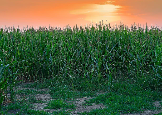 Cornfield at warm, glowing Sunset