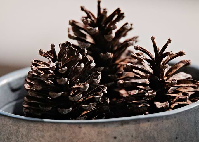 Three Pinecones in a Bowl