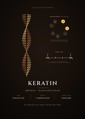 Keratin, Coiled Coil Protein of Hair and Nails