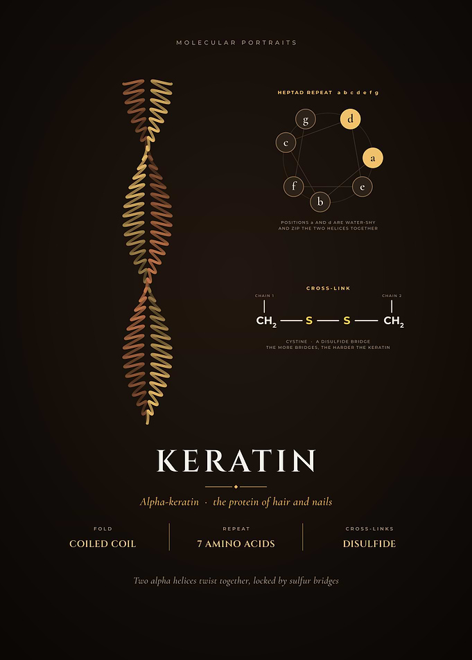 Keratin, Coiled Coil Protein of Hair and Nails