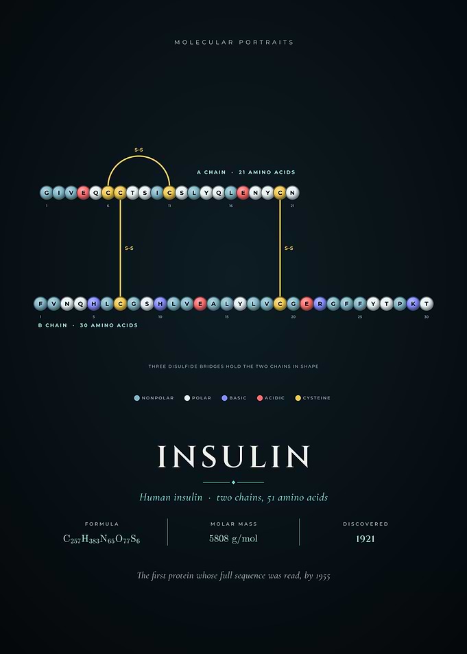 sulin Hormone A and B Chain Protein Structure