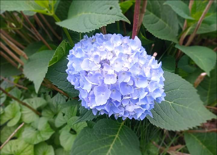 Vibrant Blue Hydrangea Flower