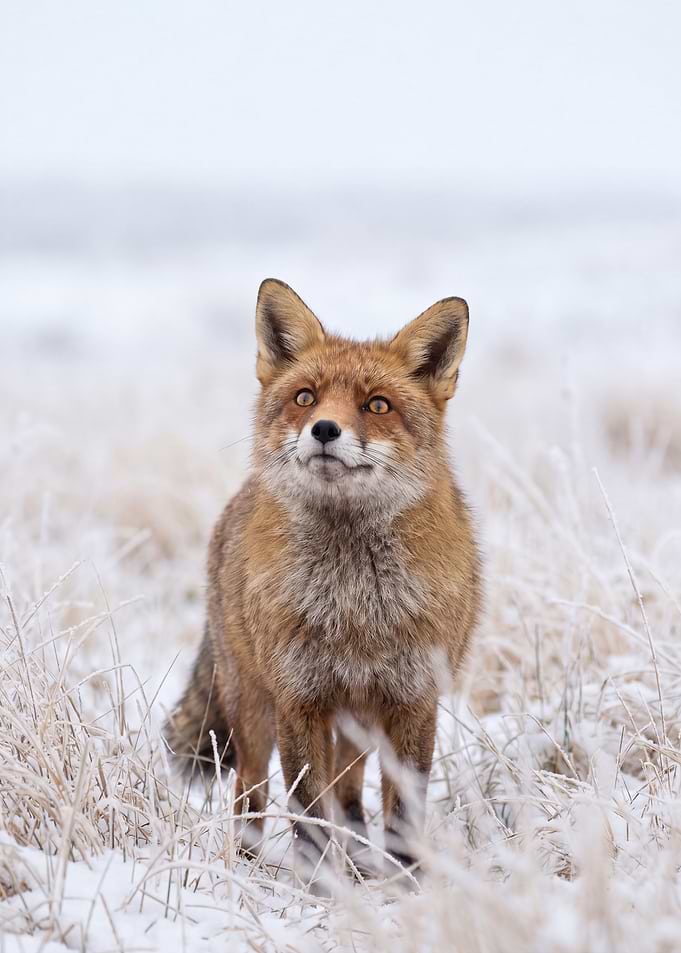 Red Fox in Snowy Field