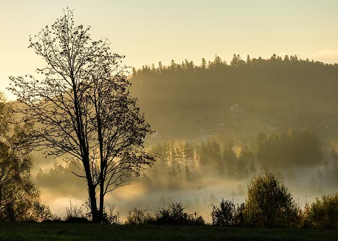 Misty Morning Forest Landscape