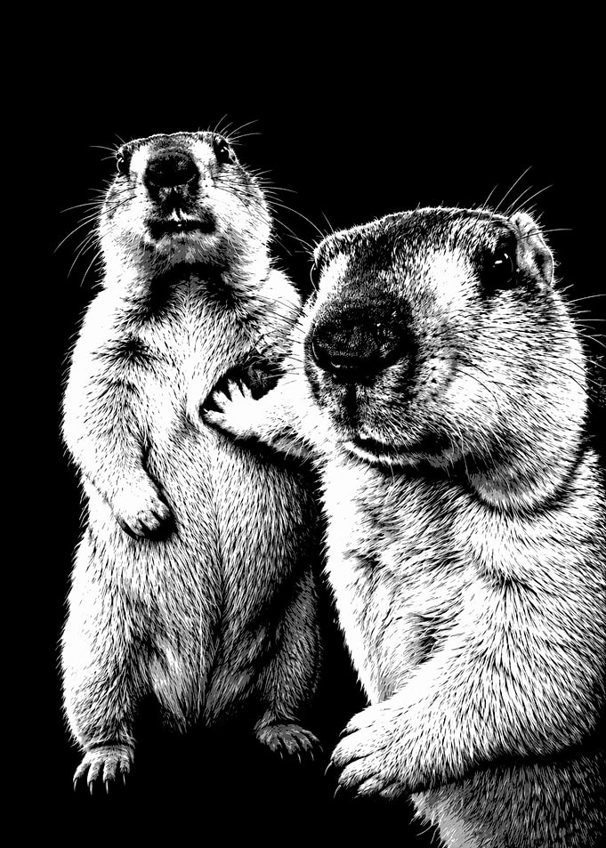 High Contrast Marmot Duo Portrait